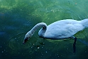 Lago di Como_221